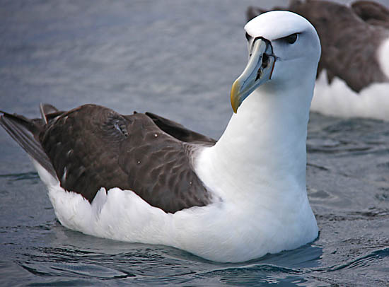 Otter Creek Audubon Society: Cabin Fever Series - Ilsley Public Library